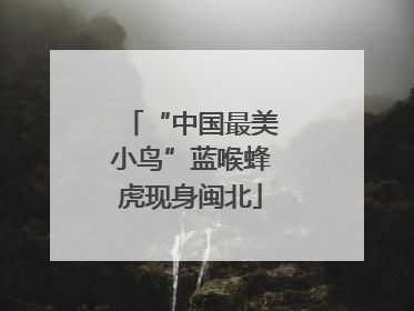 “中国最美小鸟”蓝喉蜂虎现身闽北