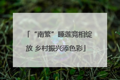 “南繁”睡莲竞相绽放 乡村振兴添色彩