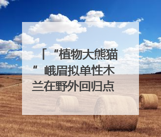 “植物大熊猫”峨眉拟单性木兰在野外回归点首次开花
