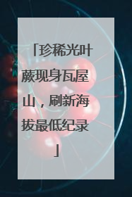 珍稀光叶蕨现身瓦屋山，刷新海拔最低纪录