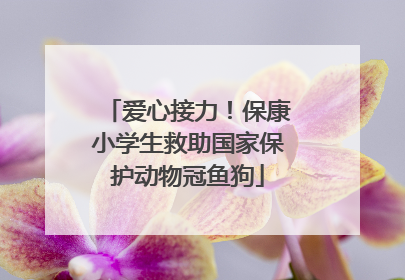 爱心接力！保康小学生救助国家保护动物冠鱼狗
