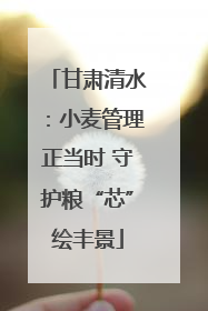 甘肃清水：小麦管理正当时 守护粮“芯”绘丰景