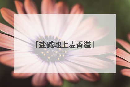 盐碱地上麦香溢