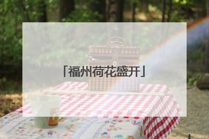 福州荷花盛开