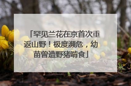 罕见兰花在京首次重返山野！极度濒危，幼苗曾遭野猪啃食