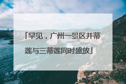 罕见，广州一景区并蒂莲与三蒂莲同时盛放