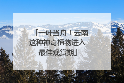 一叶当舟！云南这种神奇植物进入最佳观赏期