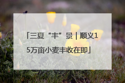 三夏“丰”景｜顺义15万亩小麦丰收在即
