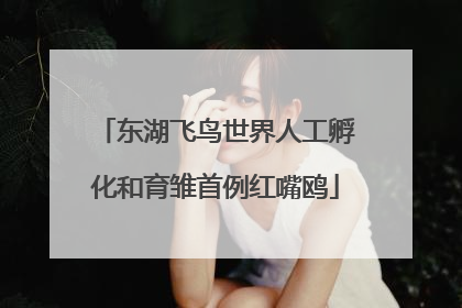东湖飞鸟世界人工孵化和育雏首例红嘴鸥