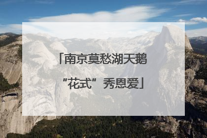 南京莫愁湖天鹅“花式”秀恩爱