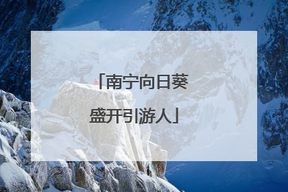 南宁向日葵盛开引游人
