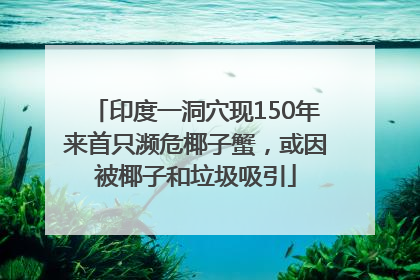 印度一洞穴现150年来首只濒危椰子蟹，或因被椰子和垃圾吸引