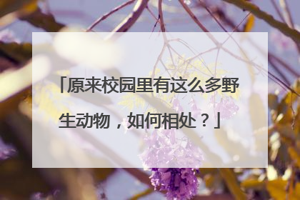 原来校园里有这么多野生动物，如何相处？