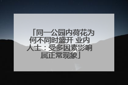 同一公园内荷花为何不同时盛开 业内人士：受多因素影响 属正常现象