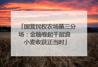 国营民权农场第三分场：金穗卷起千层浪 小麦收获正当时