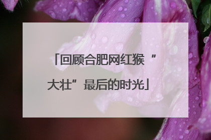 回顾合肥网红猴“大壮”最后的时光