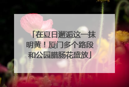 在夏日邂逅这一抹明黄！厦门多个路段和公园腊肠花盛放