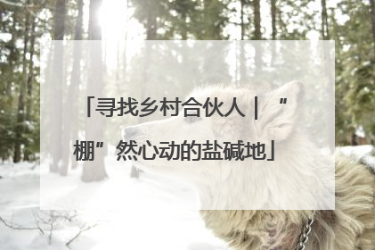 寻找乡村合伙人｜“棚”然心动的盐碱地