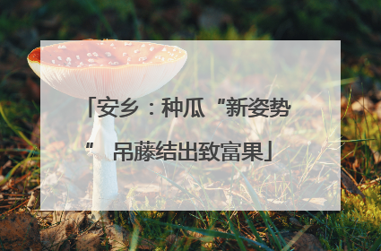安乡：种瓜“新姿势” 吊藤结出致富果