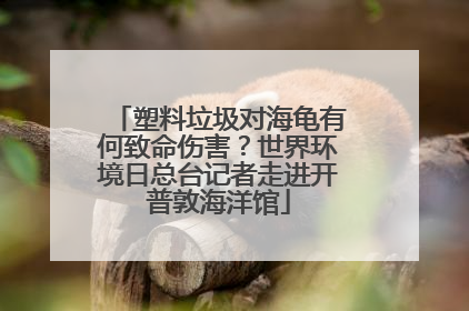 塑料垃圾对海龟有何致命伤害？世界环境日总台记者走进开普敦海洋馆
