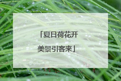 夏日荷花开 美景引客来