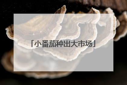 小番茄种出大市场