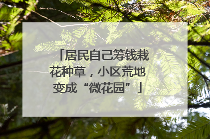 居民自己筹钱栽花种草，小区荒地变成“微花园”