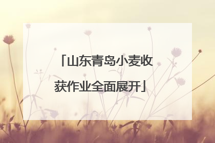 山东青岛小麦收获作业全面展开
