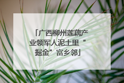 广西柳州莲藕产业领军人泥土里“掘金”富乡邻