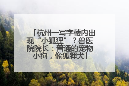 杭州一写字楼内出现“小狐狸”？兽医院院长：普通的宠物小狗，像狐狸犬