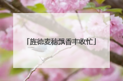 旌德麦穗飘香丰收忙