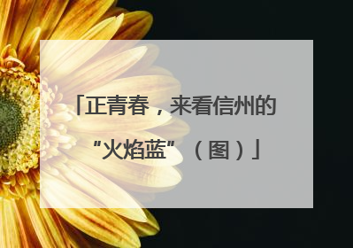 正青春，来看信州的“火焰蓝”（图）