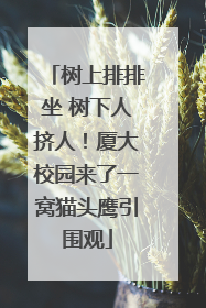 树上排排坐 树下人挤人！厦大校园来了一窝猫头鹰引围观