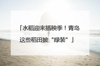 水稻迎来插秧季！青岛这些稻田披“绿装”