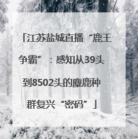 江苏盐城直播“鹿王争霸”：感知从39头到8502头的麋鹿种群复兴“密码”