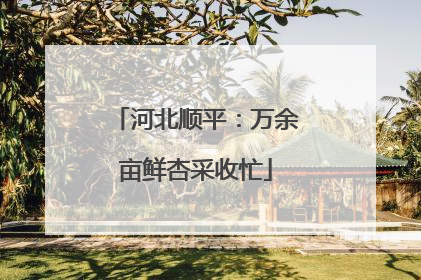 河北顺平：万余亩鲜杏采收忙