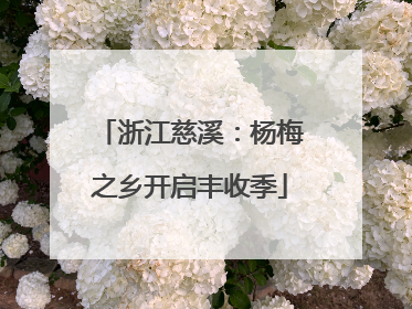 浙江慈溪：杨梅之乡开启丰收季