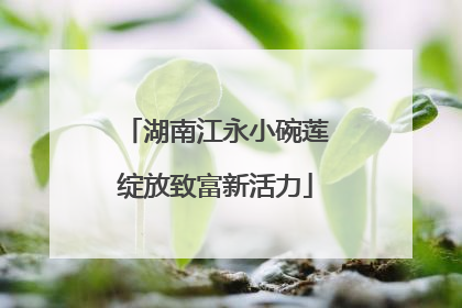 湖南江永小碗莲绽放致富新活力