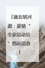 湖北堵河源：豪猪“全家总动员”悠闲觅食