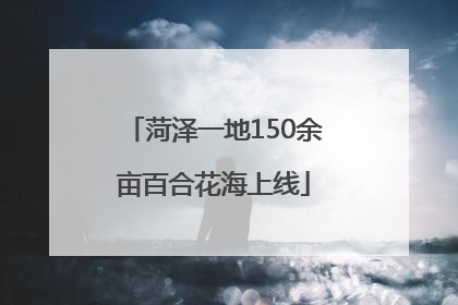 菏泽一地150余亩百合花海上线