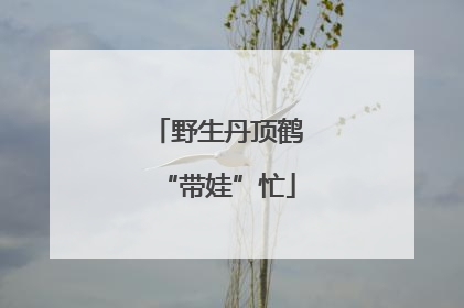 野生丹顶鹤“带娃”忙