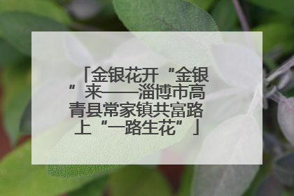 金银花开“金银”来——淄博市高青县常家镇共富路上“一路生花”