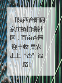 陕西合阳同家庄镇柏瑞社区：百亩杏园迎丰收 果农走上“杏”福路