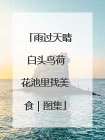雨过天晴 白头鸟荷花池里找美食｜图集