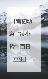 雪豹幼崽“凌小蛰”百日重生