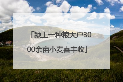 颍上一种粮大户3000余亩小麦喜丰收
