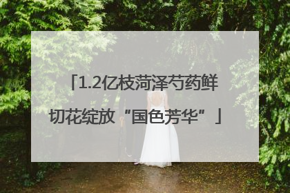 1.2亿枝菏泽芍药鲜切花绽放“国色芳华”